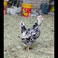 مرغ وخروس گلین