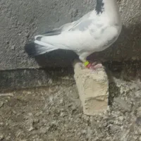 کفتر