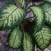 گل دیفن زیبا