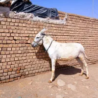 خر‌ماده‌گوسفندی