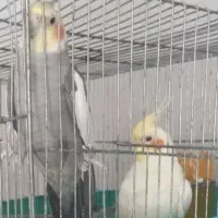 عروس هلندی نر و ماده