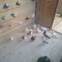 کبوتر پرشی