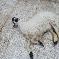 گوسفند ماده...
