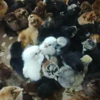 جوجه های بالغ