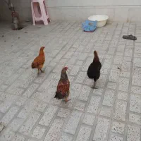 جوجه ۷ماهه