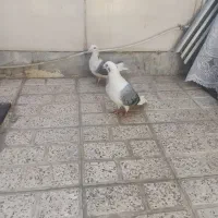 کویتی و چپ