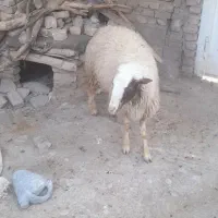 بره نر|حیوانات مزرعه|کوهدشت, |دیوار