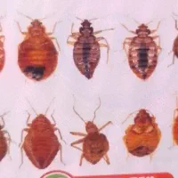 سمپاشی مختص ساس بدون شستشو سم پاسی