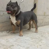 سگ امریکن پوکت نر