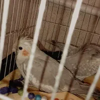 عروس هلندی سرلاکی