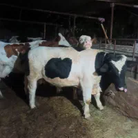 سرمایه گذار