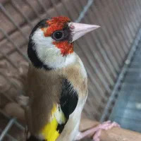 سهره نر