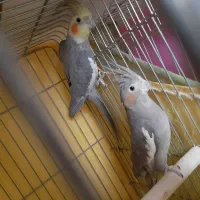 عروس هلندی و طوطی برزیلی
