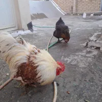 مرغ و خروس کوشین