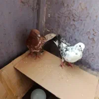 کفتر خال دم و شتری