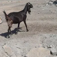 بز پاکستانی با ۲کهره نر دقلو