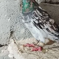 سرور زرد خوش رنگ وقورگی وسبز