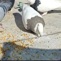 کبوتر طوقی
