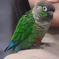 طوطی گرینچیک گمشده