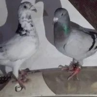کفتر