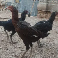 مرغ و خروس لاری جوان
