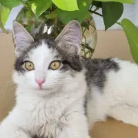 واگذاری گربه