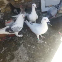 16تا‌کفتر‌بزرگه‌3تاهم‌جوجه‌