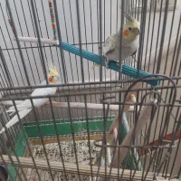 طوطی‌عروس