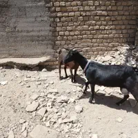 بز مورسیاه اصیل جوان سانن بزغاله نر