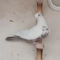 کبوتر خوب
