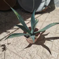 گل خار دار