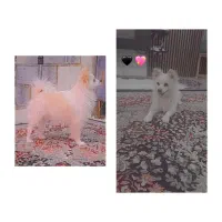 سگ پامر روباهی