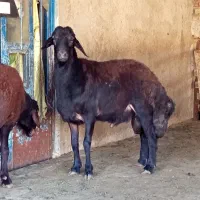 دو عدد شیشک قوچ افشار