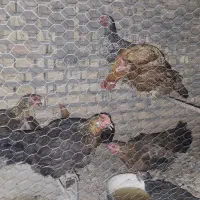 مرغ عربی