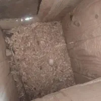 جفت کاسکو مولد