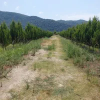 زمین-540متر