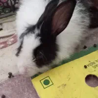 خرگوش