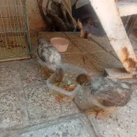 جوجه ۴۵روزه
