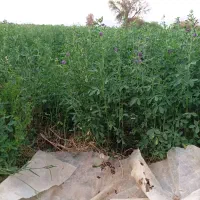 بذر یونجه