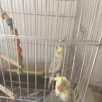 پرنده|پرنده|اصفهان, سروستان|دیوار