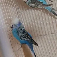 جفت مرغ عشق انگلیسی گریدA