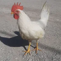 دو عدد خروس آوازه خوان سالم درشت دونه ای ۶۰۰