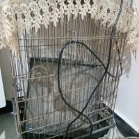 قفس کاسکووطوطی