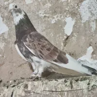 کبوتر
