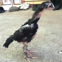 جوجه مرغ اوشامو نسل ونژاد معتبرووارداتی