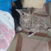 سهره خاکی قاضلاخ