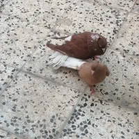 کفتر