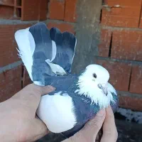 کفتر پرشی|پرنده|ساری, |دیوار