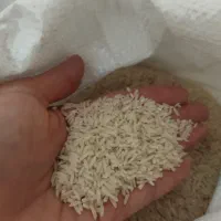 برنج هاشمی درجه ۱ تالش