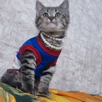 بچه گربه اسکاتیش